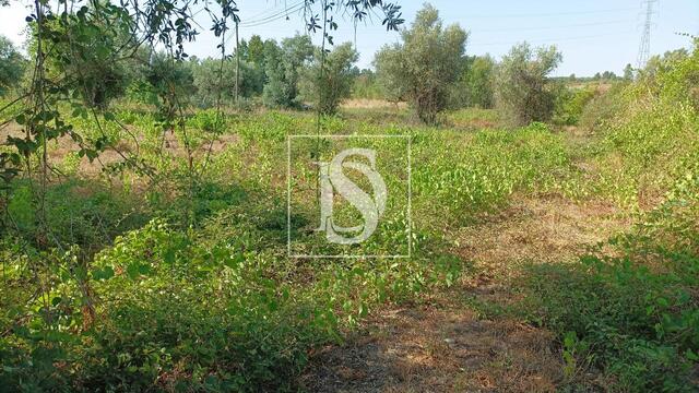 Terreno Rstico - Caria, Belmonte, Castelo Branco - Imagem grande