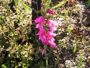 Quinta - Coja, Arganil, Coimbra - Miniatura: 3/6