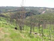 Quinta - Coja, Arganil, Coimbra - Miniatura: 5/6