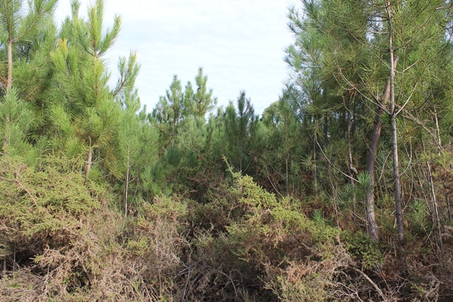 Terreno Rstico - Tbua, Tbua, Coimbra - Imagem grande