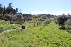 Quinta T1 - Covas, Tbua, Coimbra - Miniatura: 10/14