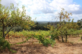 Terreno R�stico - Parada, Carregal do Sal, Viseu - Miniatura: 1/9