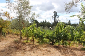 Terreno R�stico - Parada, Carregal do Sal, Viseu - Miniatura: 2/9