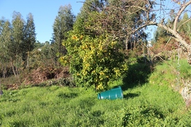 Quinta T4 - S�o Martinho da Corti�a, Arganil, Coimbra - Miniatura: 8/9