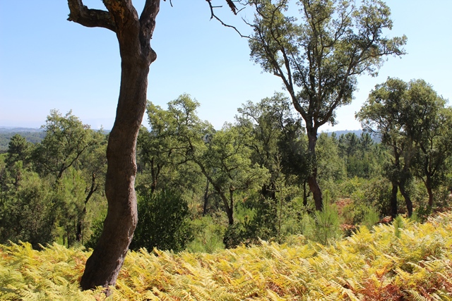 Terreno R�stico - Covas, T�bua, Coimbra - Imagem grande