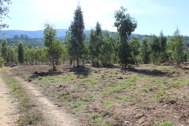 Quinta - Coja, Arganil, Coimbra