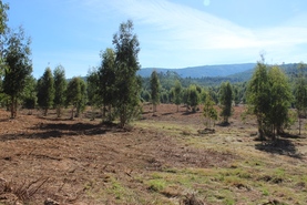 Quinta - Coja, Arganil, Coimbra - Miniatura: 3/9