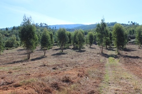 Quinta - Coja, Arganil, Coimbra - Miniatura: 4/9