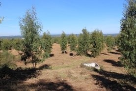 Quinta - Coja, Arganil, Coimbra - Miniatura: 5/9