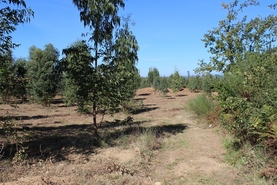 Quinta - Coja, Arganil, Coimbra - Miniatura: 6/9