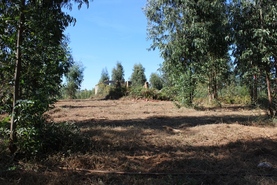 Quinta - Coja, Arganil, Coimbra - Miniatura: 8/9