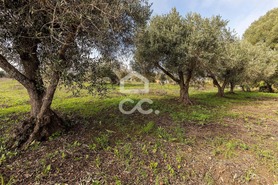 Quinta T5 - Torr�o, Alc�cer do Sal, Set�bal - Miniatura: 40/93