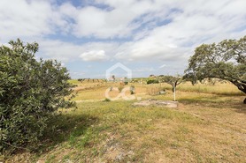 Quinta T3 - Amareleja, Moura, Beja - Miniatura: 45/68