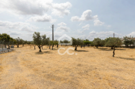 Terreno R�stico T0 - Santa Eul�lia, Elvas, Portalegre - Miniatura: 24/63