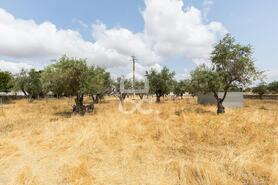 Terreno R�stico T0 - Santa Eul�lia, Elvas, Portalegre - Miniatura: 36/63