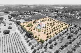 Quinta T4 - Reguengos de Monsaraz, Reguengos de Monsaraz, �vora - Miniatura: 4/62