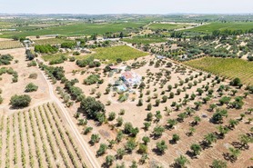 Quinta T4 - Reguengos de Monsaraz, Reguengos de Monsaraz, �vora - Miniatura: 59/62