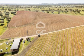 Terreno R�stico T0 - Santiago Maior, Alandroal, �vora - Miniatura: 27/70