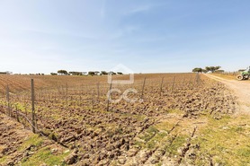 Terreno R�stico T0 - Santiago Maior, Alandroal, �vora - Miniatura: 48/70