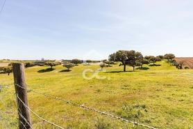 Terreno R�stico T0 - Santiago Maior, Alandroal, �vora - Miniatura: 59/70