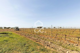 Terreno R�stico T0 - Santiago Maior, Alandroal, �vora - Miniatura: 55/70