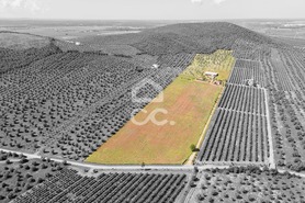 Quinta T2 - Sousel, Sousel, Portalegre - Miniatura: 4/130