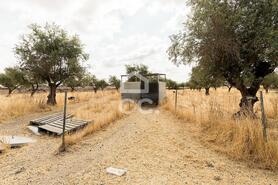 Terreno R�stico T0 - Santa Eul�lia, Elvas, Portalegre - Miniatura: 12/56
