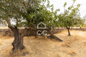 Terreno R�stico T0 - Santa Eul�lia, Elvas, Portalegre - Miniatura: 21/56