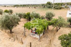 Terreno R�stico T0 - Santa Eul�lia, Elvas, Portalegre - Miniatura: 35/56