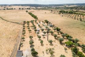 Terreno R�stico T0 - Santa Eul�lia, Elvas, Portalegre - Miniatura: 44/56