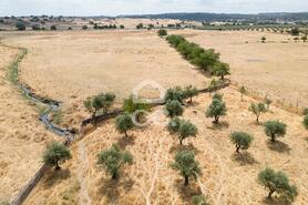 Terreno R�stico T0 - Santa Eul�lia, Elvas, Portalegre - Miniatura: 46/56