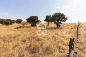 Terreno R�stico T0 - Reguengos de Monsaraz, Reguengos de Monsaraz, �vora - Miniatura: 3/12