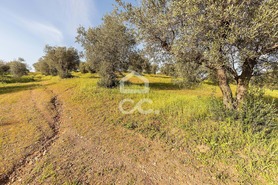Terreno R�stico T0 - Amieira, Portel, �vora - Miniatura: 34/46