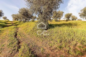 Terreno R�stico T0 - Amieira, Portel, �vora - Miniatura: 35/46