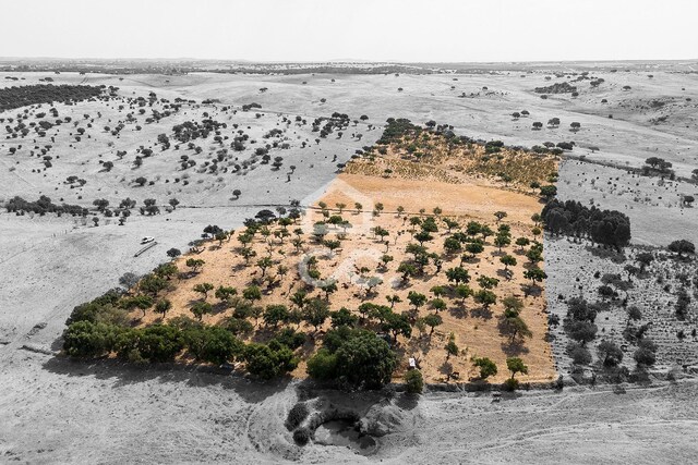 Terreno R�stico T0 - Reguengos de Monsaraz, Reguengos de Monsaraz, �vora - Imagem grande