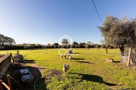 Quinta > T6 - Bacelo, �vora, �vora - Miniatura: 8/60