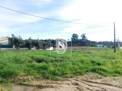 Terreno Rstico T0 - Arcos, Anadia, Aveiro - Miniatura: 3/8