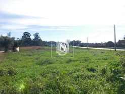 Terreno Rstico T0 - Arcos, Anadia, Aveiro - Miniatura: 7/8