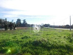 Terreno Rstico T0 - Arcos, Anadia, Aveiro - Miniatura: 8/8
