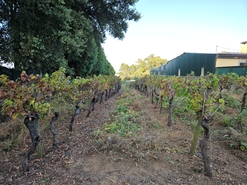 Terreno R�stico - Amoreira da G�ndara, Anadia, Aveiro