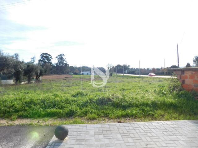 Terreno R�stico - Arcos, Anadia, Aveiro - Imagem grande