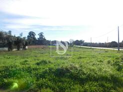 Terreno R�stico - Arcos, Anadia, Aveiro - Miniatura: 8/8