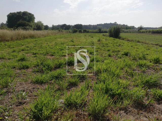 Terreno R�stico - Oi�, Oliveira do Bairro, Aveiro - Imagem grande