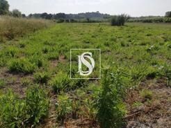 Terreno R�stico - Oi�, Oliveira do Bairro, Aveiro - Miniatura: 3/3