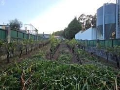 Terreno Rstico T0 - Amoreira da Gndara, Anadia, Aveiro - Miniatura: 2/3