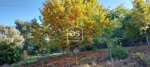 Terreno Urbano T0 - Armamar, Armamar, Viseu - Miniatura: 18/30