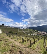 Quinta T4 - Fontelas, Peso da Rgua, Vila Real - Miniatura: 6/20