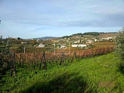 Quinta T4 - Fontelas, Peso da R�gua, Vila Real - Miniatura: 14/24