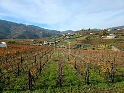 Quinta T4 - Fontelas, Peso da R�gua, Vila Real - Miniatura: 16/24