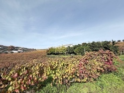 Quinta T4 - Fontelas, Peso da R�gua, Vila Real - Miniatura: 18/24